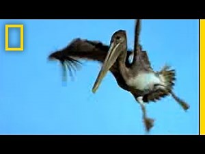 Penguins vs. Pelicans | National Geographic