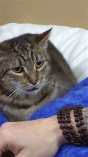 35K views · 452 reactions | POV: You touch your partner while they're hangry.  #MyCatFromHell | Love Animals | Facebook