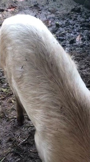 piggery mistakes include: Poor biosecurity, Inadequate nutrition, Insufficient space, poor hygiene