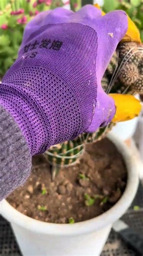 How to Graft Cactus: A Complete Step-by-Step Guide 🌵✂️