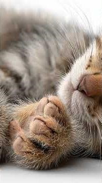 Adorable Baby Cat Sleeping Peacefully