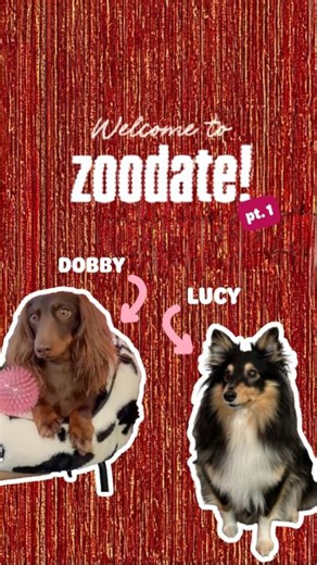Love is in the air… or is it? 👀🐾 Welcome to the all‑new pet dating show zoodate. Hold your leashes — sparks are about to fly. | Zooplus INT