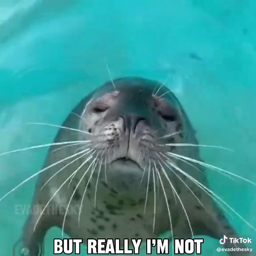 birdhouse in your soul by they might be giants seal music video for @#1 Glazer #seal #sealtok #theymightbegiants #lyrics