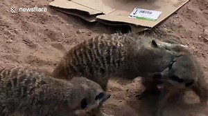 A 'ferocious' meerkat fight