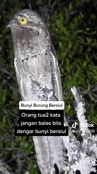 Scary Animal Sounds - Bird Whistling, Myvi Whistling, Funny Ghost