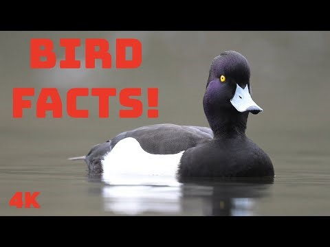 Bird Facts - 10 Fascinating Facts About The Tufted Duck
