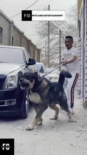 Legendary Central Asian Ovcharka💪