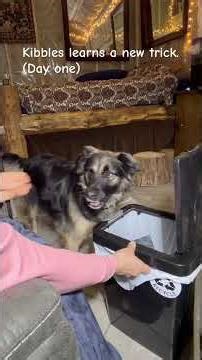 Kibbles learns a new way of opening garbage can. Dog training.