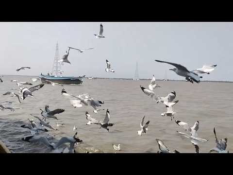 7 Hours Ad-Free Seagulls In Slow Motion | Pure Calm & Tranquility