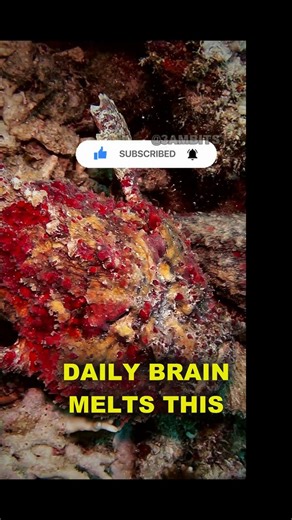 The World's Most Venomous Fish Looks Exactly Like a Rock #Shorts #Biology