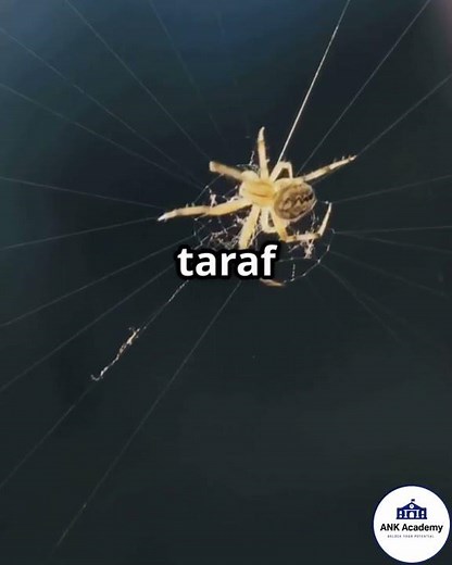 The Science Behind Spider Webs!