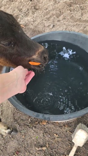 will baby Erika eat a carrot?