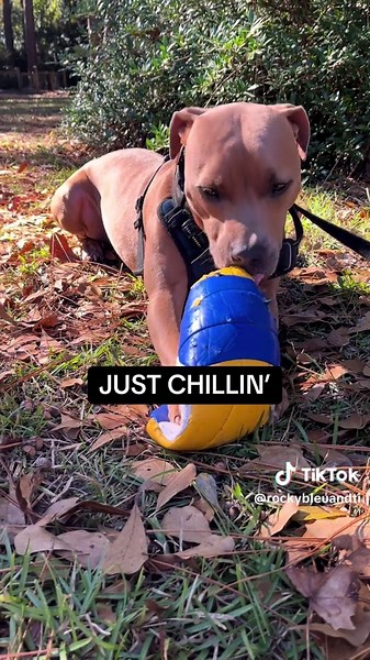 I’ve got two dogs. Wait! “Dogs,” you say? We’re not dogs, we’re humans. #dogs #chillin