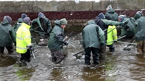 49K views · 265 reactions | FishUSA had the chance to watch as the Fairview State Fish Hatchery collected steelhead from neighboring Trout Run (in Fairview, PA) on Monday! Check out more like this video on Angler Resources by FishUSA! --> https://www.fishusa.com/Learn | FishUSA | Facebook