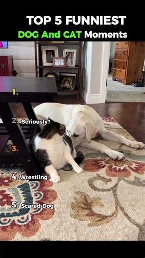 Ranking The Top 5 Funniest Dog And Cat Moments