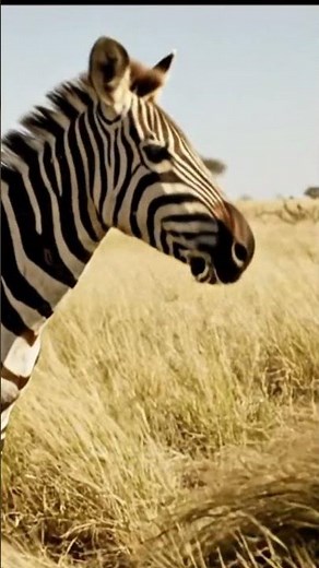 The Rhythm of the Savanna: Zebras Grazing in the Wild | Forest Feast