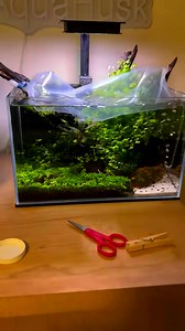 I use salty shrimp gH 🌿💧 #water #plants #fish #hobby #aquarium #reels #fyp | Aquatic Wonders Hub