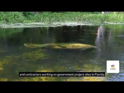 West Indian Manatee Observer