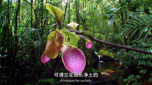 【纪录片】植物的武器