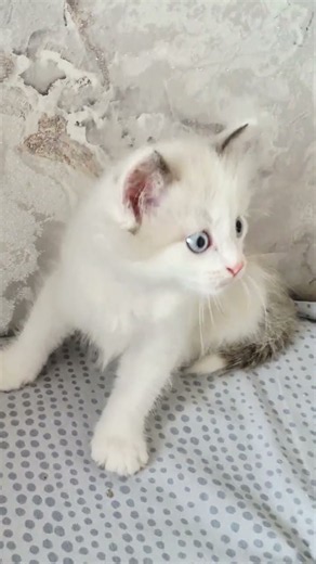 Ragdoll kittens are for sale.