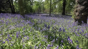 English woodland with bluebells creating a carpet of blue flowers in the spring