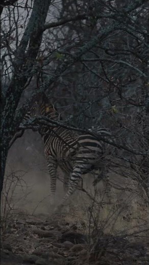 Insane Killshot (Zebra) - Down in 18 Yards!