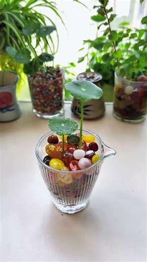 Keep spring alive in water—a simple method that brings freshness and vitality to any room.