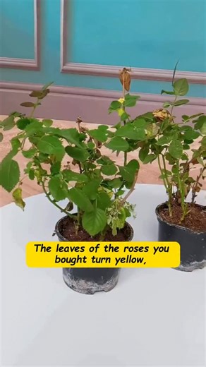 1.4K views · 29 reactions | Want to grow beautiful roses? Here’s one simple trick to make them thrive! ✨ Healthier roots, fuller blooms, and stunning color — it all starts with the right care!  Got it?  Know someone who loves roses? Tag them or share this with them — let’s help every garden bloom!  Share and follow for more practical flower care and gardening tips!  #gardening #garden #gardeningtips #roses #plantcare | Gardenizi | Facebook