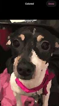 Bringing a puppy's eyes to life in a paint by number app