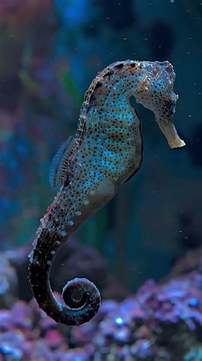 Discover the fascinating world of seahorses! #facts #animals #wildlife #nature