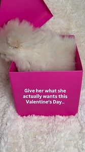 The gift that keeps on giving 🐶 #Pomeranian #pom #akc | Candy Shop Poms