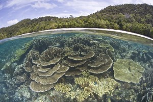 Is Your Sunscreen Killing the Coral Reef?