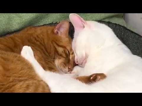 満開の桜、添い遂げたふたつの魂 Cherry blossoms in full bloom, two souls