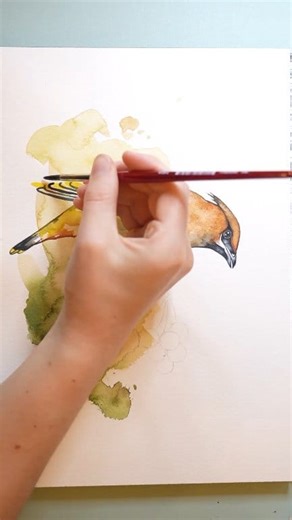 16K views · 316 reactions | Cedar Waxwing painting. Prints in my shop | Painted Wing | Facebook