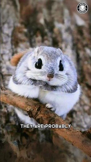 Japanese Flying Squirrel 💖 Adorable Flying Acrobats!