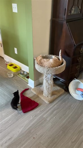 Cute Kittens Playing: Adorable Cat Moments to Enjoy