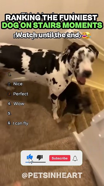 FUNNIEST DOGS ON STAIRS MOMENTS! 😂 Hilarious Stair Slips & Pups #shorts