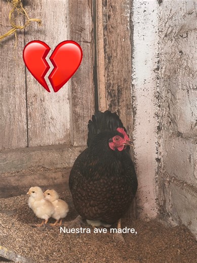 Hoy no les traigo una historia graciosa 😔🐔 Perla ya no está con nosotros… Los animales salvajes están acabando con las aves de toda la vereda 💔🌾 #vidadecampo #campocolombiano #gallinas #vidarural #historiasdelcampo