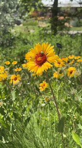 Take a lap around Chatfield Farms 💕 and enjoy blooms, animals (wild and rescued), a historic ranch, flowing water, a children's play area, shady woods, stunning views and so much more! You may even see our team working out in the fields growing seven acres of vegetables, flowers and fruit for subscribers (shareholders) and community donations. Denver Botanic Gardens Chatfield Farms celebrates its 50th anniversary this year! Come explore the 700-acre site located along the banks of Deer Creek in