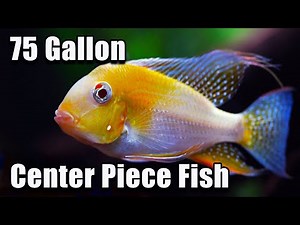 Amazing 75 Gallon Center Piece Fish You Should Try!