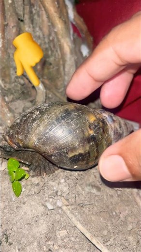 My Cute Snail 🐌❤️ | Adorable Nature Short #trending