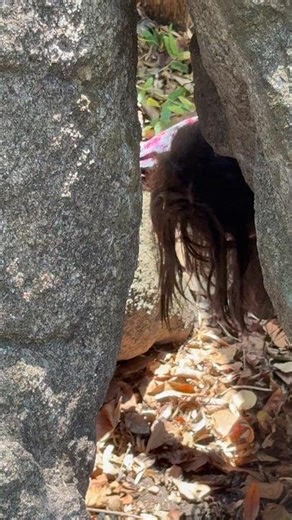 ยายปอบมีตัวอะไรมันซ่อนอยู่ใต้หิน ￼