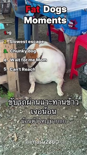 The Chonk Meter: Ranking the Absolute Units 📈