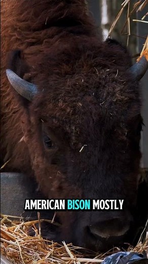 American Bison Facts That Will Surprise You! 😲