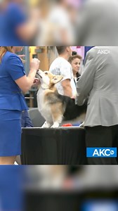 Short but powerful legs, muscular thighs, and a deep chest equip the Pembroke Welsh Corgi for a hard day's work herding livestock. Built long and low, the breed is surprisingly quick and agile. Learn more in the comments. | AKCtv