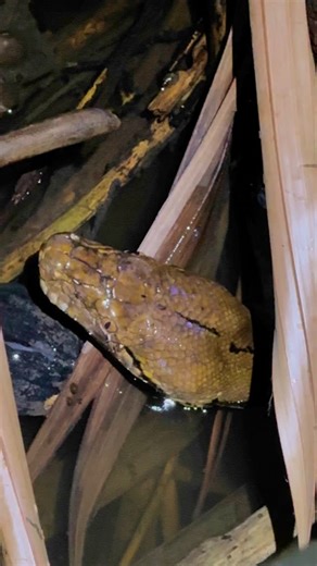 @za_____ch_ on Instagram: "Here is some incredible footage of the two reticulated pythons (Malayopython reticulatus) that me, @chinns_gone_fishing and @alexmac95 found whilst out on an epic night herping mission around Bang Kachao a few weeks back. Bang Kachao is an artificial island formed by a meander in Bangkok's Chaopraya River. It is a little slice of nature smack in the middle of Bangkok. Surrounded by the city's vast urban sprawl it is often referred to as the green lung of Bangkok. A per