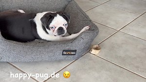 Sooo niedlich 🥰😂. | Happy Pug - Happy Life