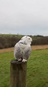 1.1K views · 33 reactions | Amazing owls 黎黎 #netflixmoviesx #owl #owls | Laughing Barnyard | Facebook