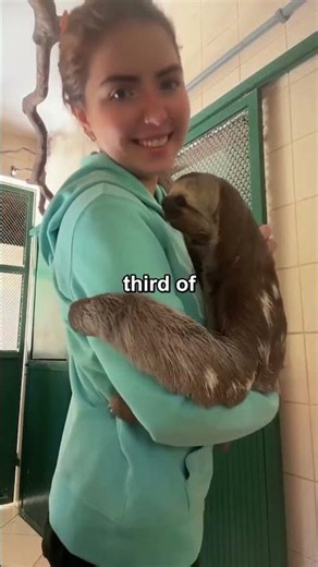 Why a Sloth Risks Its Life Just to Poop 🦥