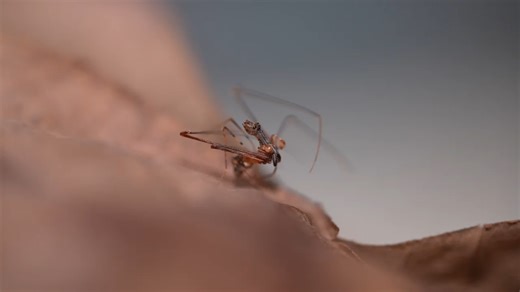 马达加斯加产Archaeidae（古蛛科）（成体雄性个体）微距小视频